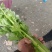 芹菜