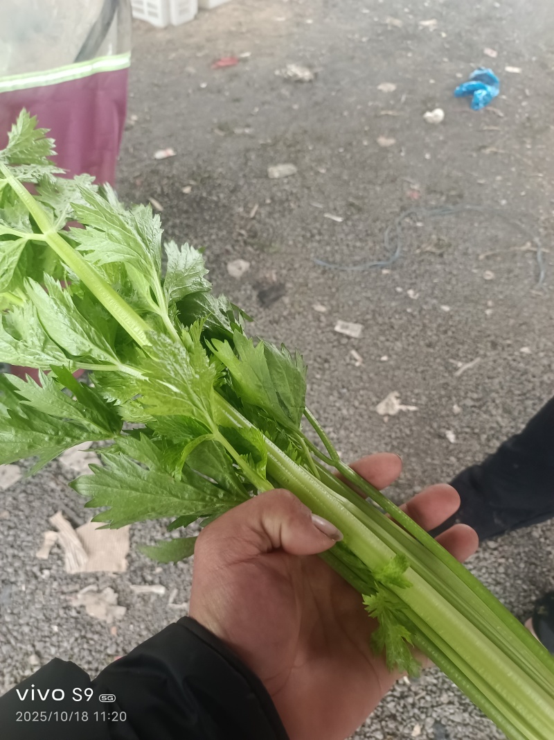 芹菜