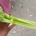 芹菜