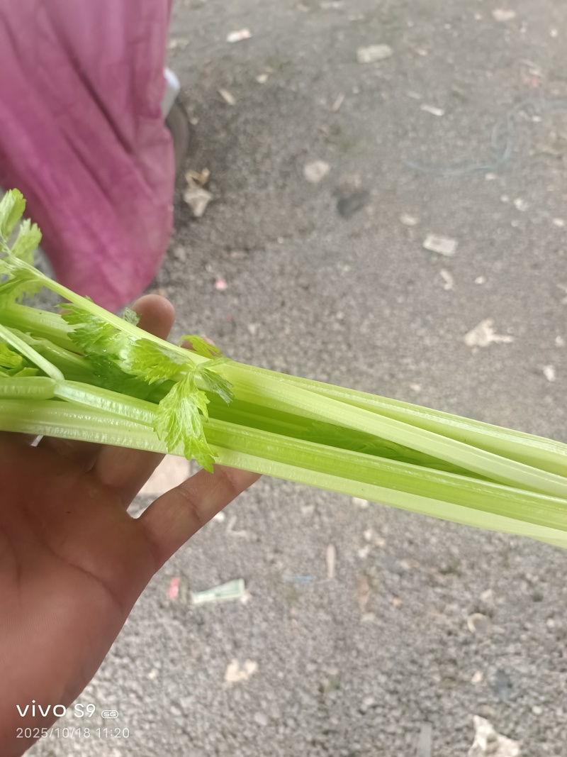 芹菜