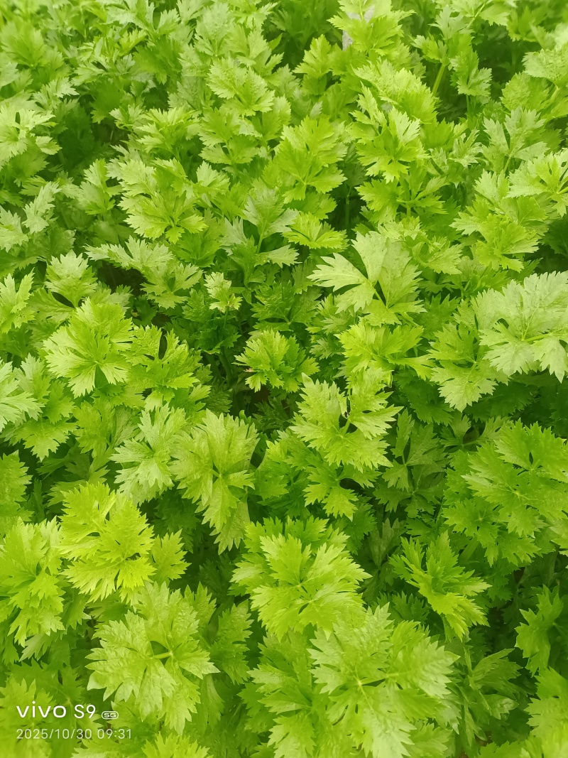 芹菜