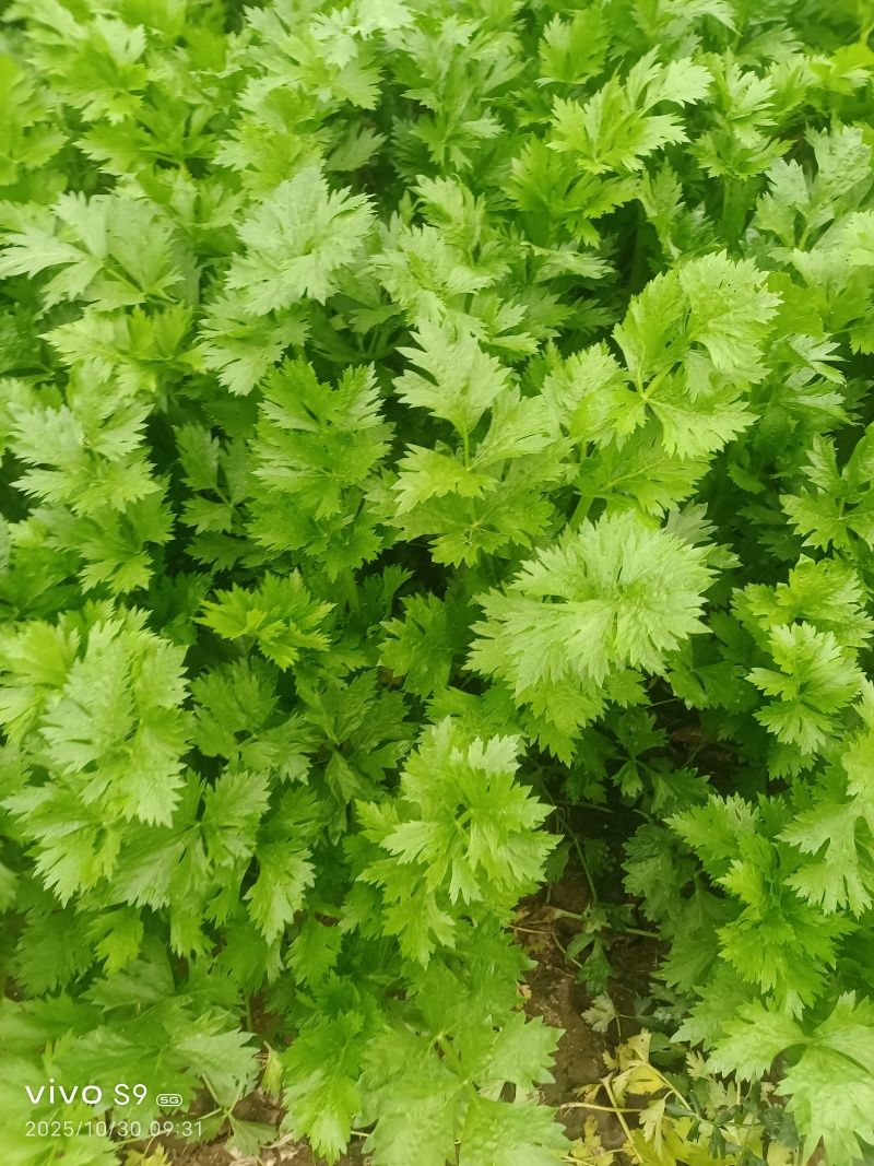 芹菜