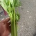 芹菜