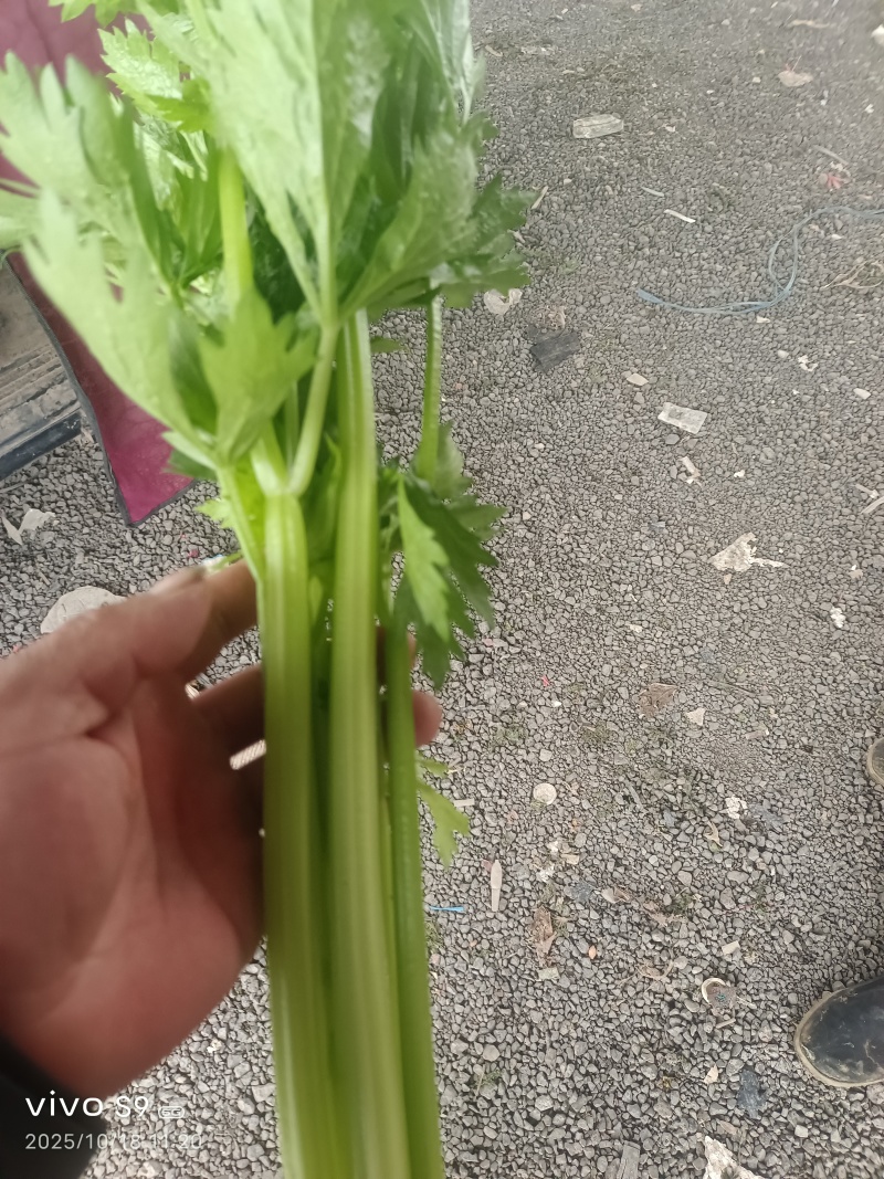 芹菜