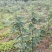 无花果优质种苗芭劳奈布兰瑞克波姬红