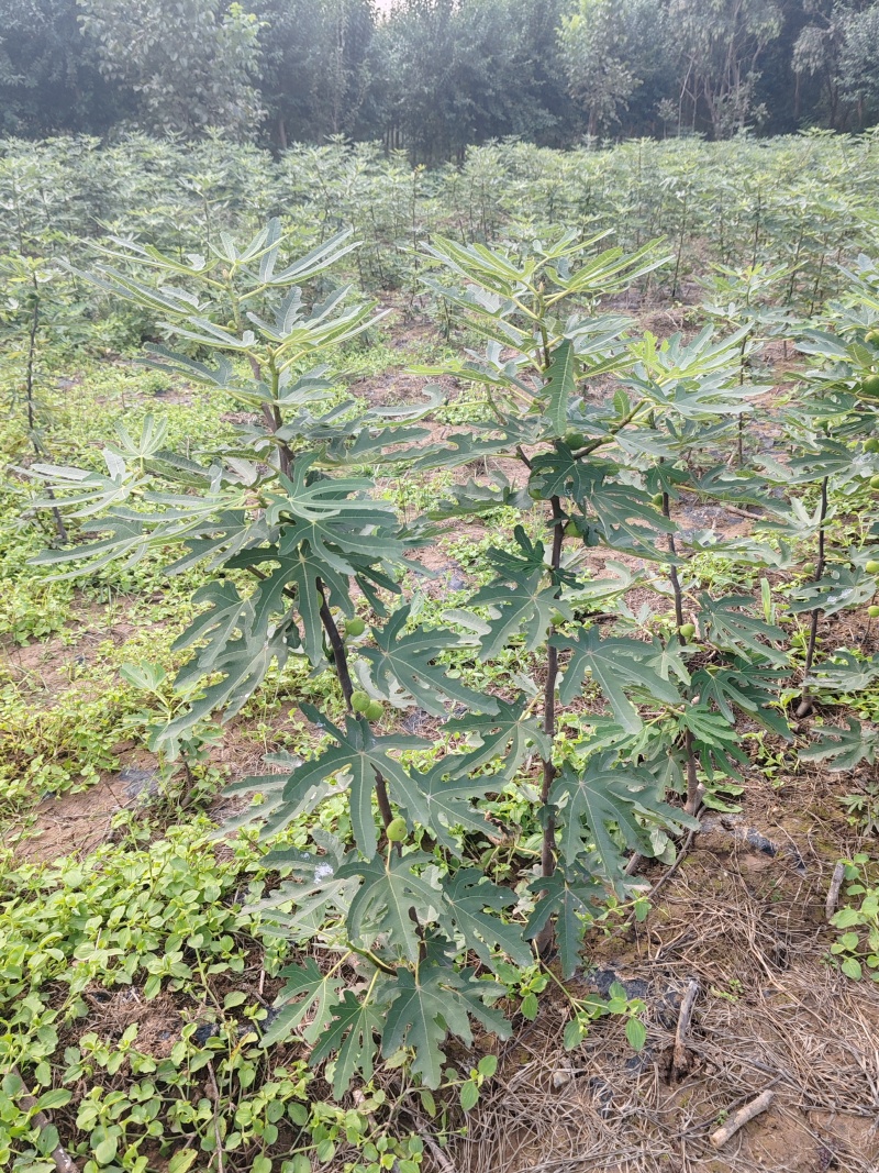 无花果优质种苗芭劳奈布兰瑞克波姬红