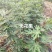 无花果优质种苗芭劳奈布兰瑞克波姬红