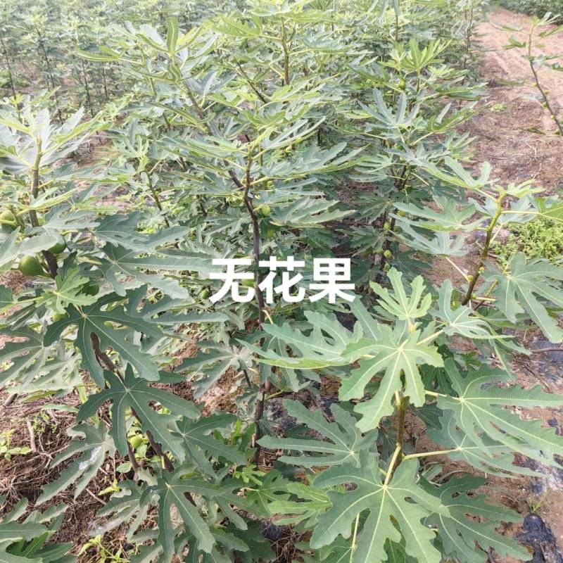 无花果优质种苗芭劳奈布兰瑞克波姬红