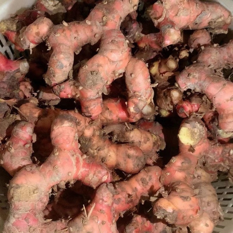 广东潮汕红皮南姜