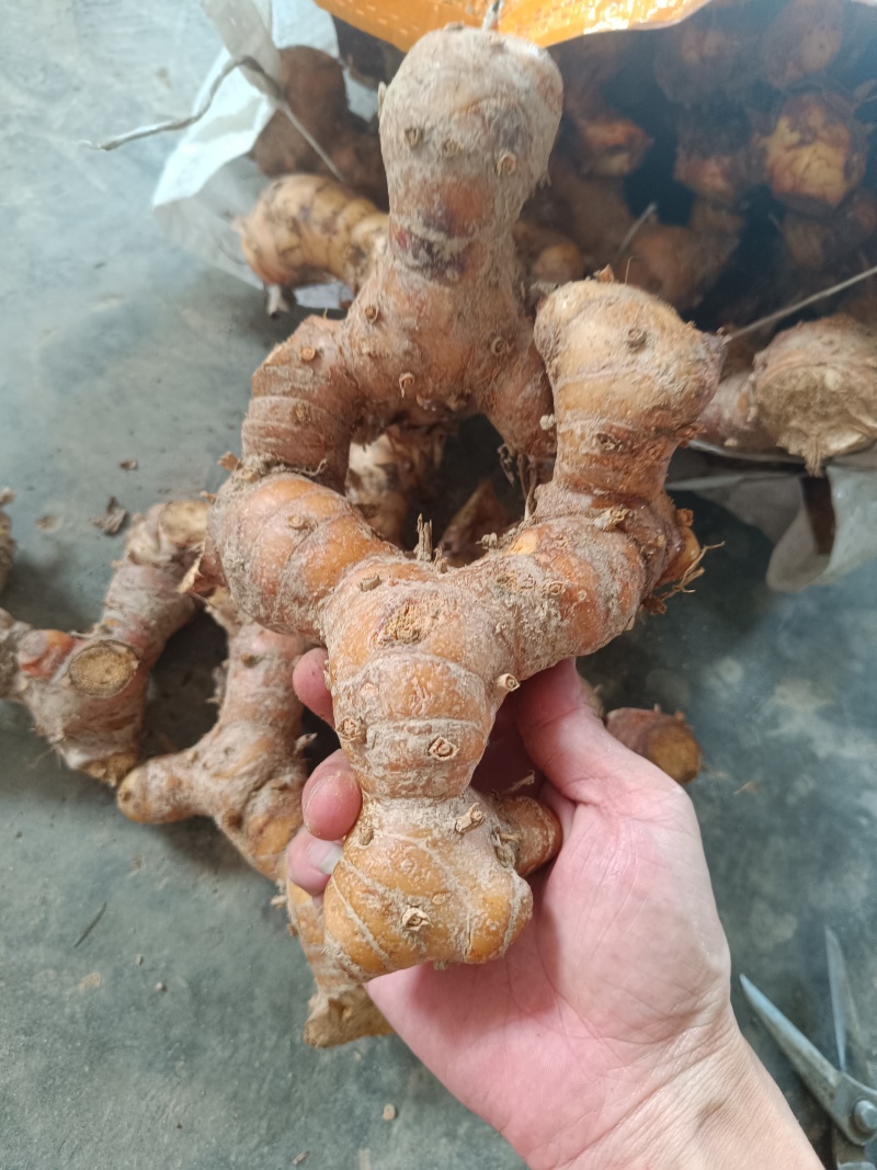 广东潮汕红皮南姜