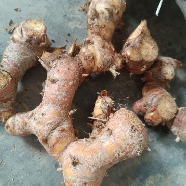 广东潮汕红皮南姜
