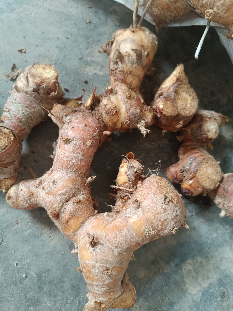 广东潮汕红皮南姜
