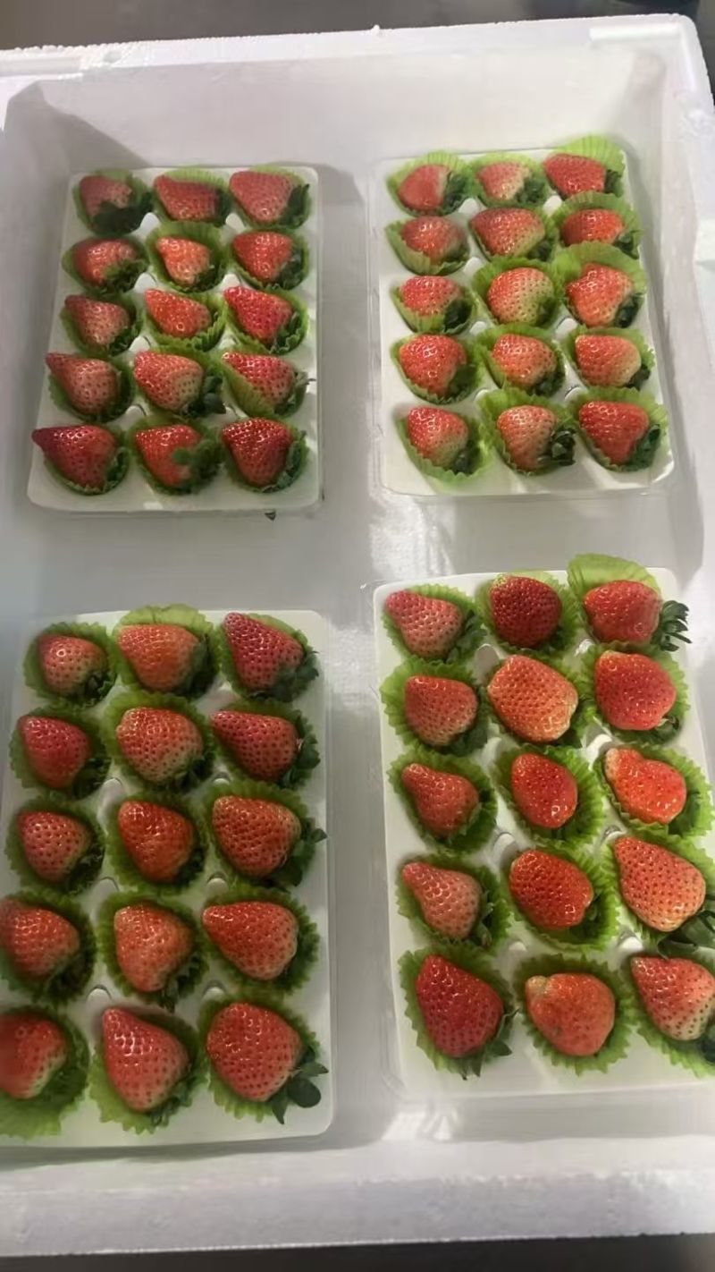 精品草莓