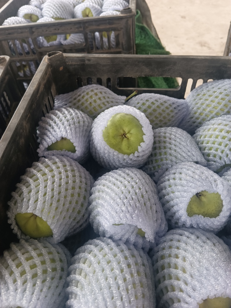 景泰精品早酥梨，口感香甜，皮溥肉厚，光泽亮丽，属于优质产