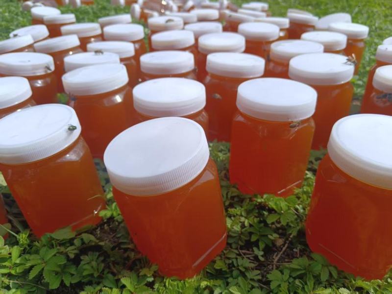 《四川》精品土蜂蜜自家养殖纯度高保质保量欢迎联系