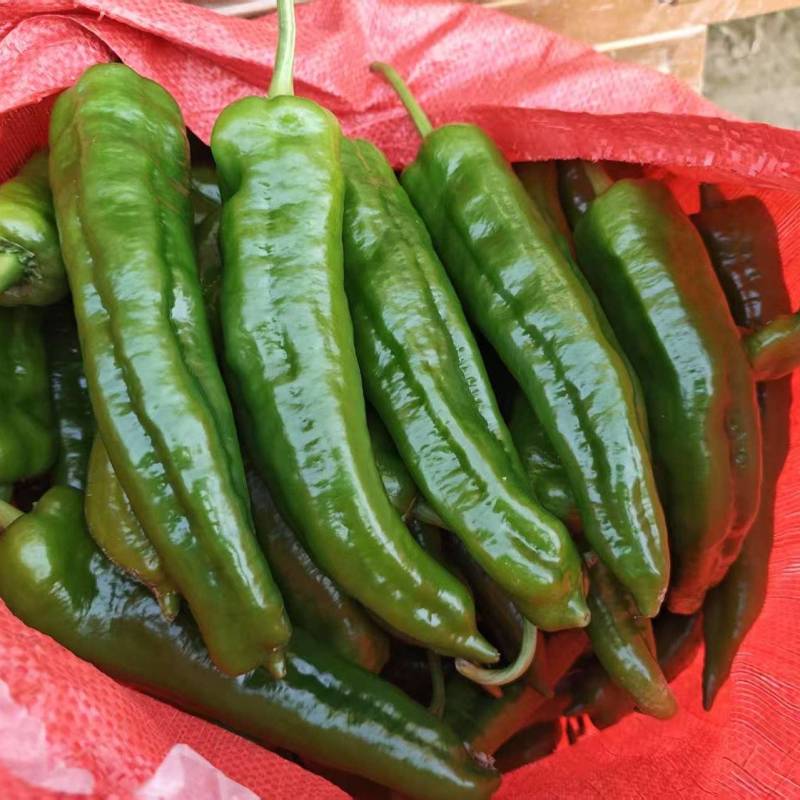 精品泡椒/大椒鲜辣椒货源充足量大从优质量保证诚信经营