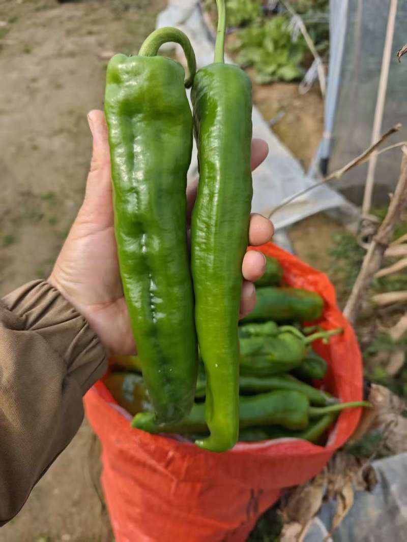 精品泡椒/大椒鲜辣椒货源充足量大从优质量保证诚信经营
