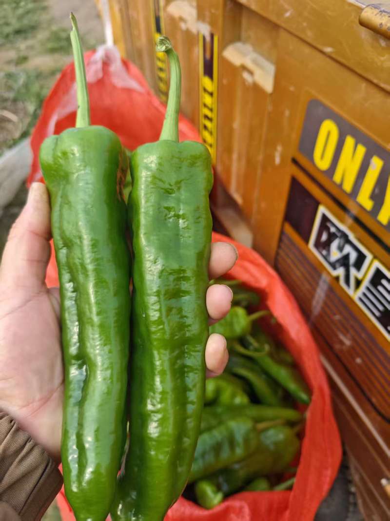 精品泡椒/大椒鲜辣椒货源充足量大从优质量保证诚信经营
