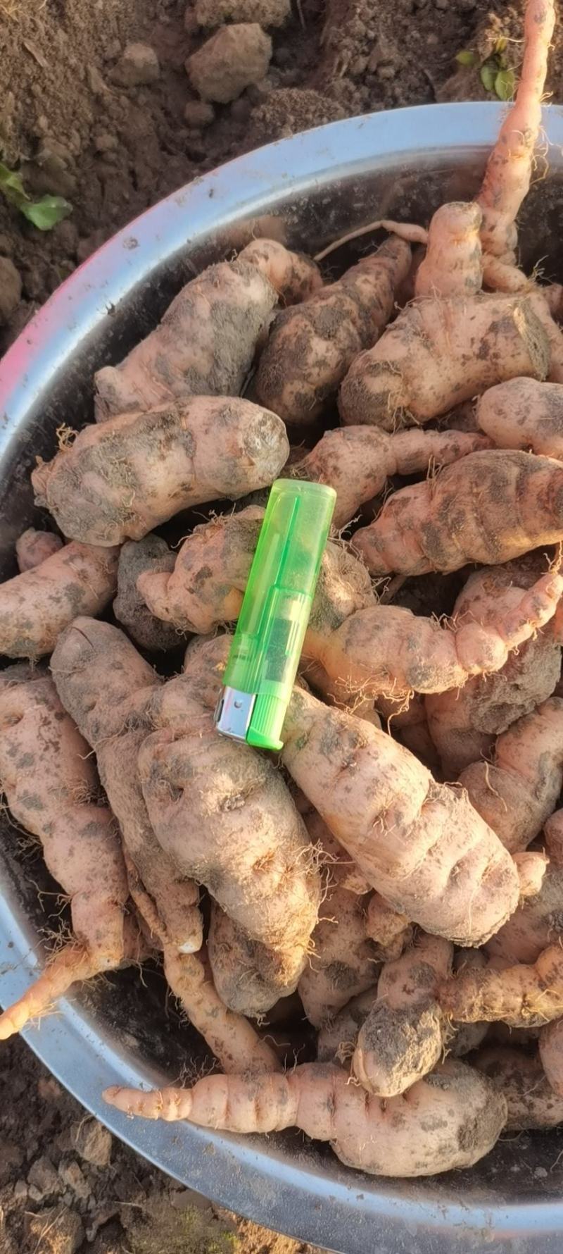 鲜生地，大量有货