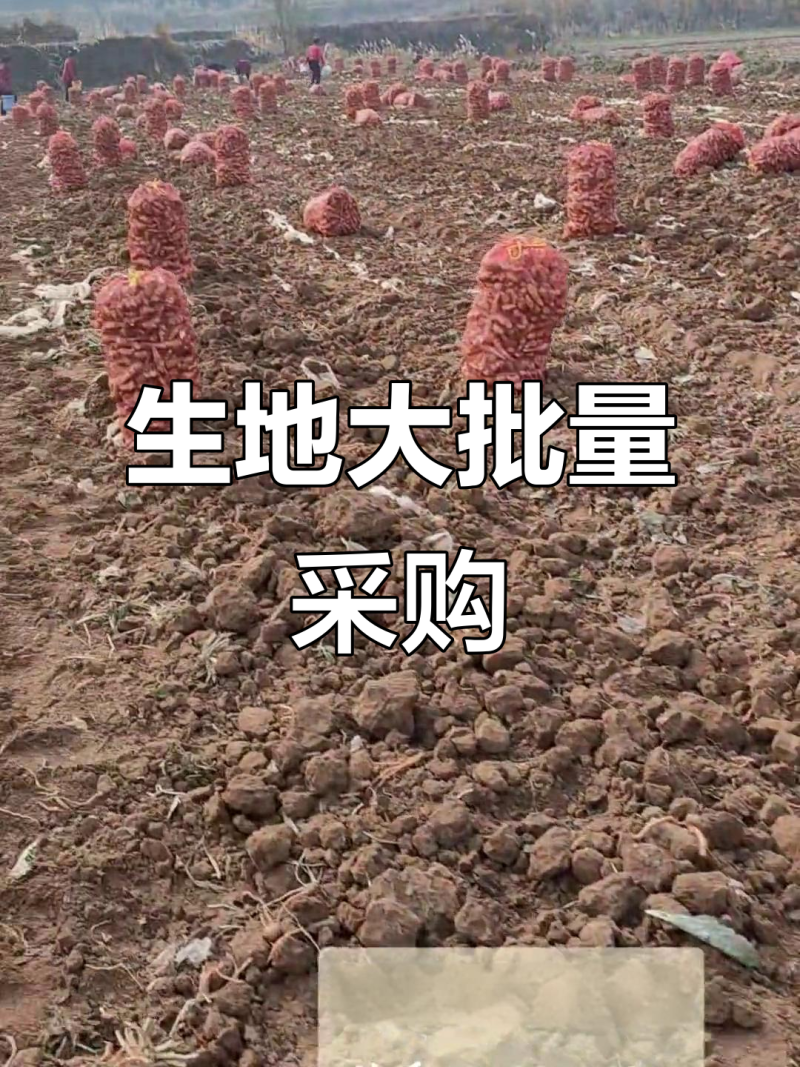 鲜生地，大量有货
