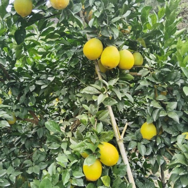 赣南脐橙