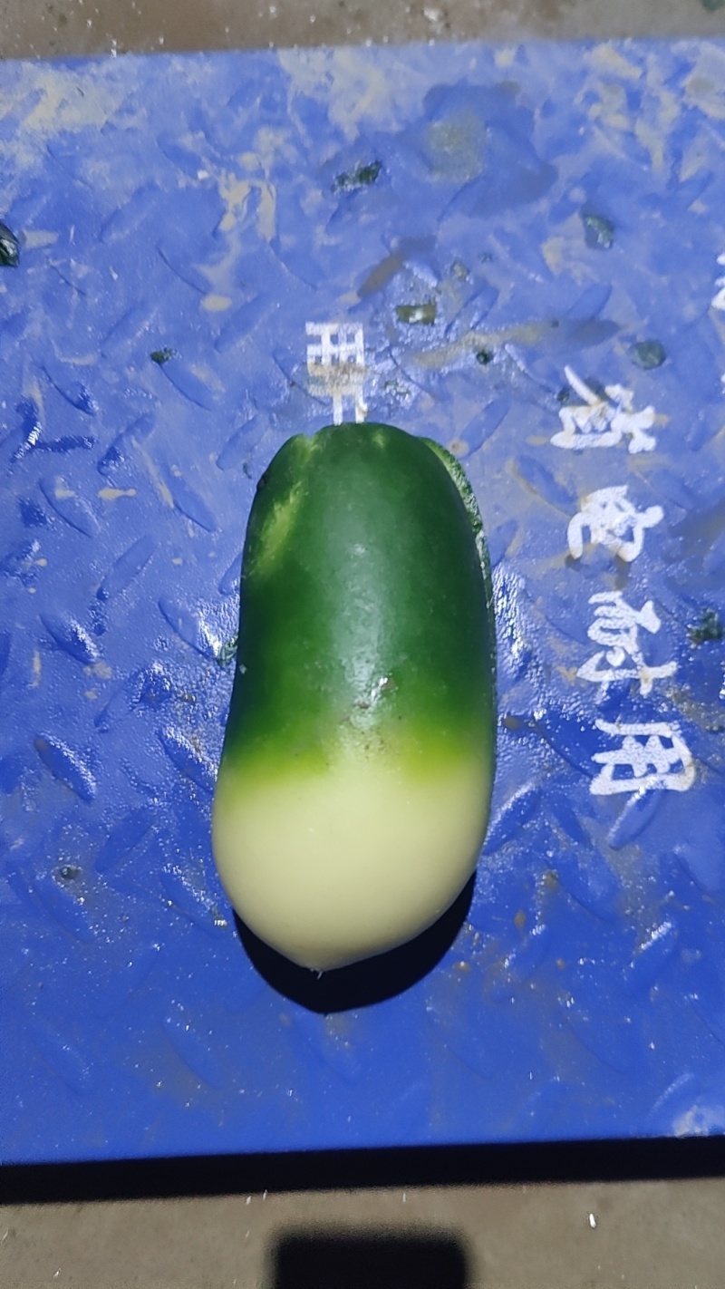 萝卜，青萝卜，货源充足，保质保量