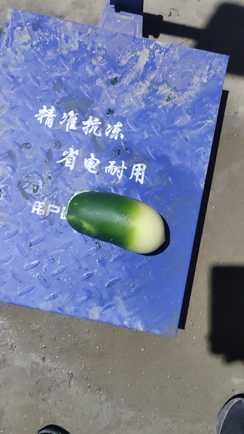 萝卜，青萝卜，货源充足，保质保量