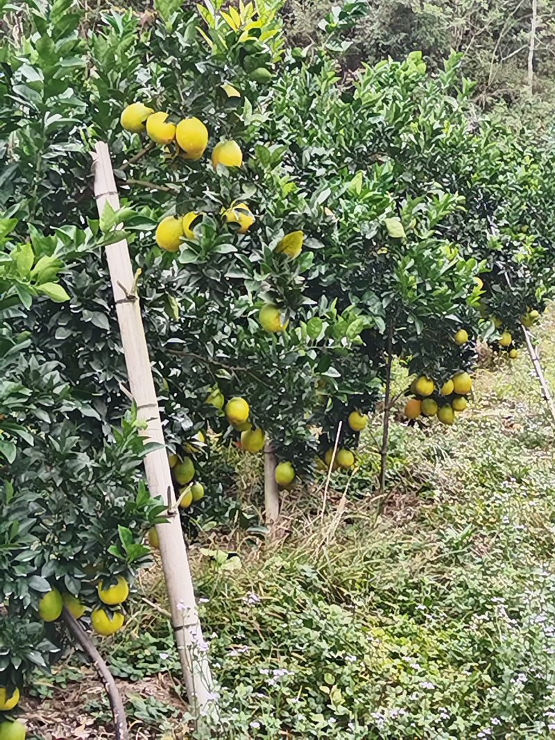 赣南脐橙