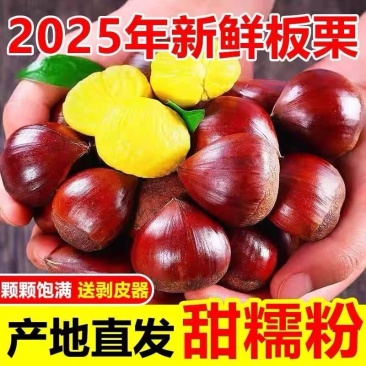 新鲜现摘丹东板栗,各大电商平台,一件代发欢迎采购