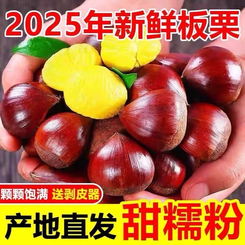 新鲜现摘丹东板栗，各大电商平台，一件代发欢迎采购