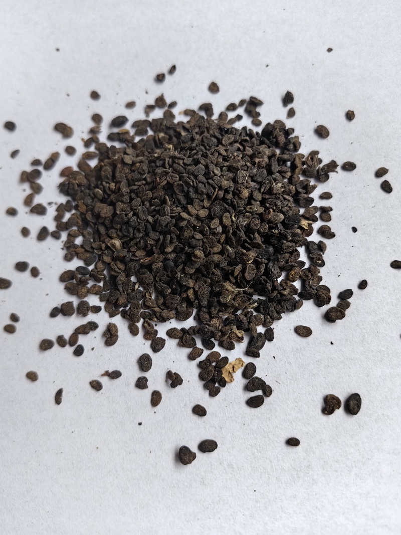 补骨脂碎批发支持代发1000克补骨脂
