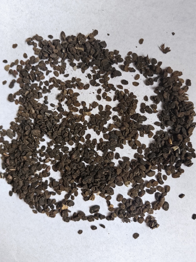 补骨脂碎批发支持代发1000克补骨脂
