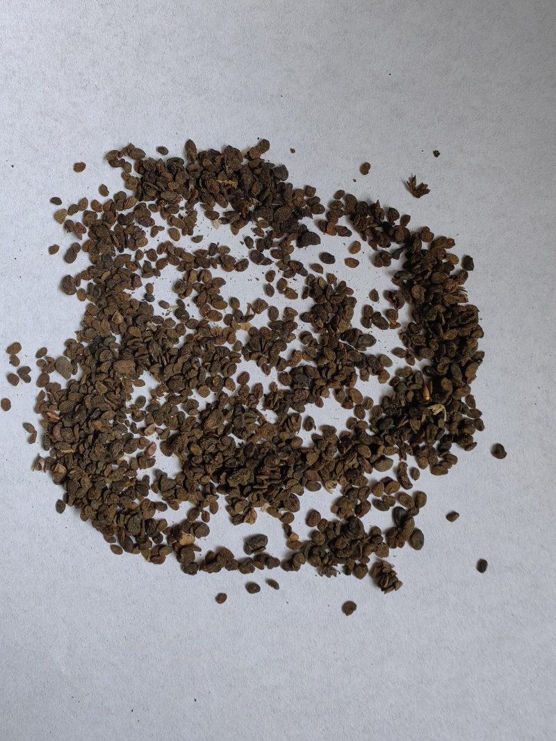 补骨脂碎批发支持代发1000克补骨脂