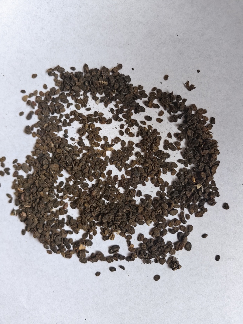 补骨脂碎批发支持代发1000克补骨脂