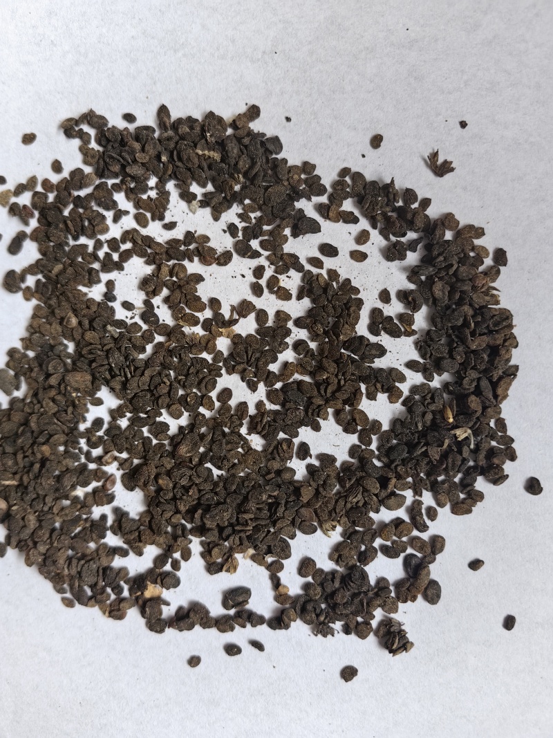 补骨脂碎批发支持代发1000克补骨脂