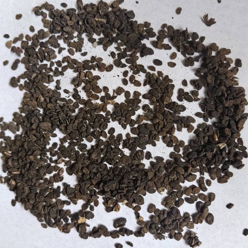 补骨脂碎批发支持代发1000克补骨脂