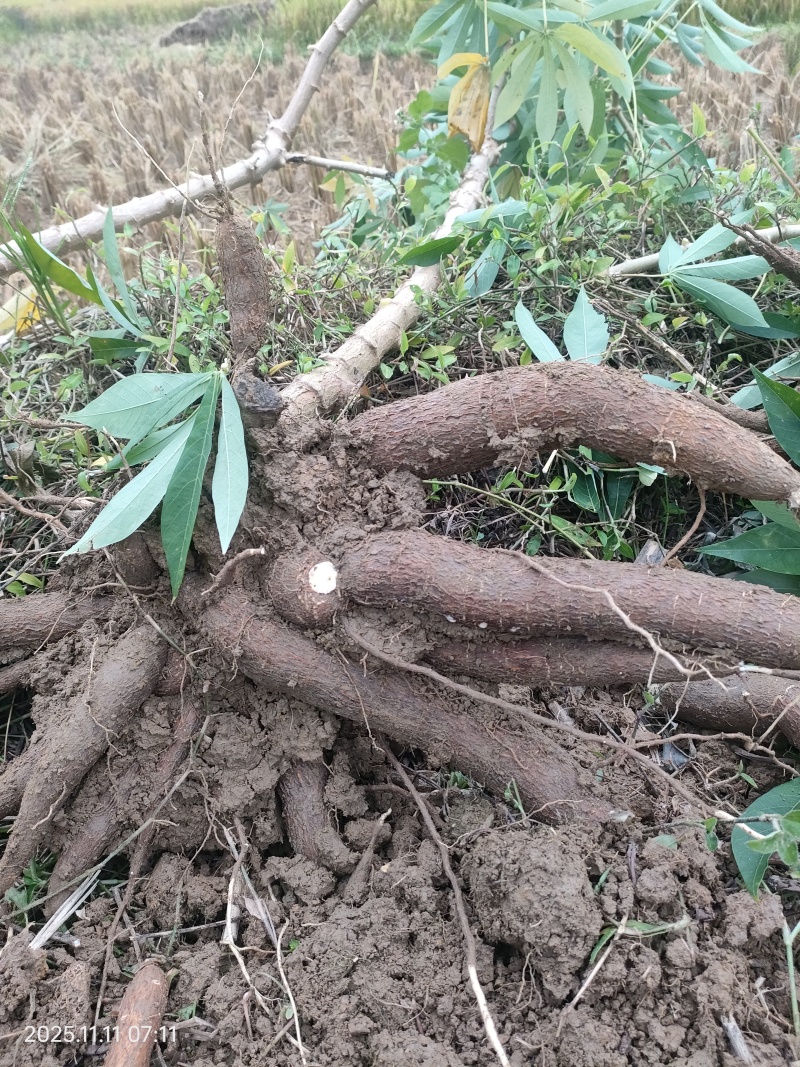 华南9号黄肉木薯，鸡蛋木薯新鲜现挖现发
