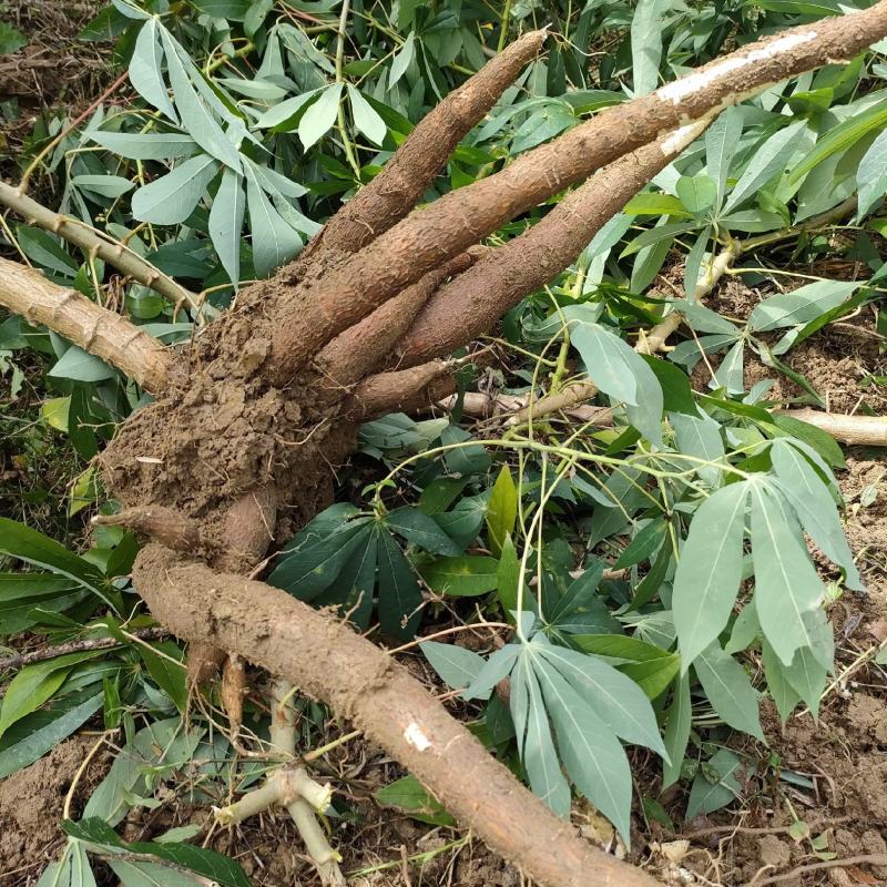 华南9号黄肉木薯，鸡蛋木薯新鲜现挖现发