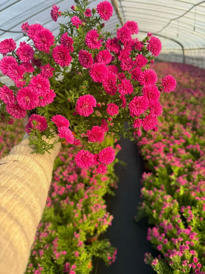 花境草花荷兰菊三色180杯、基地有量，欢迎来一亩田订购。