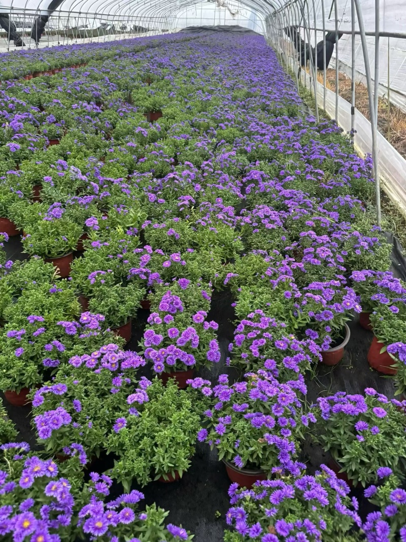 花境草花荷兰菊三色180杯、基地有量，欢迎来一亩田订购。