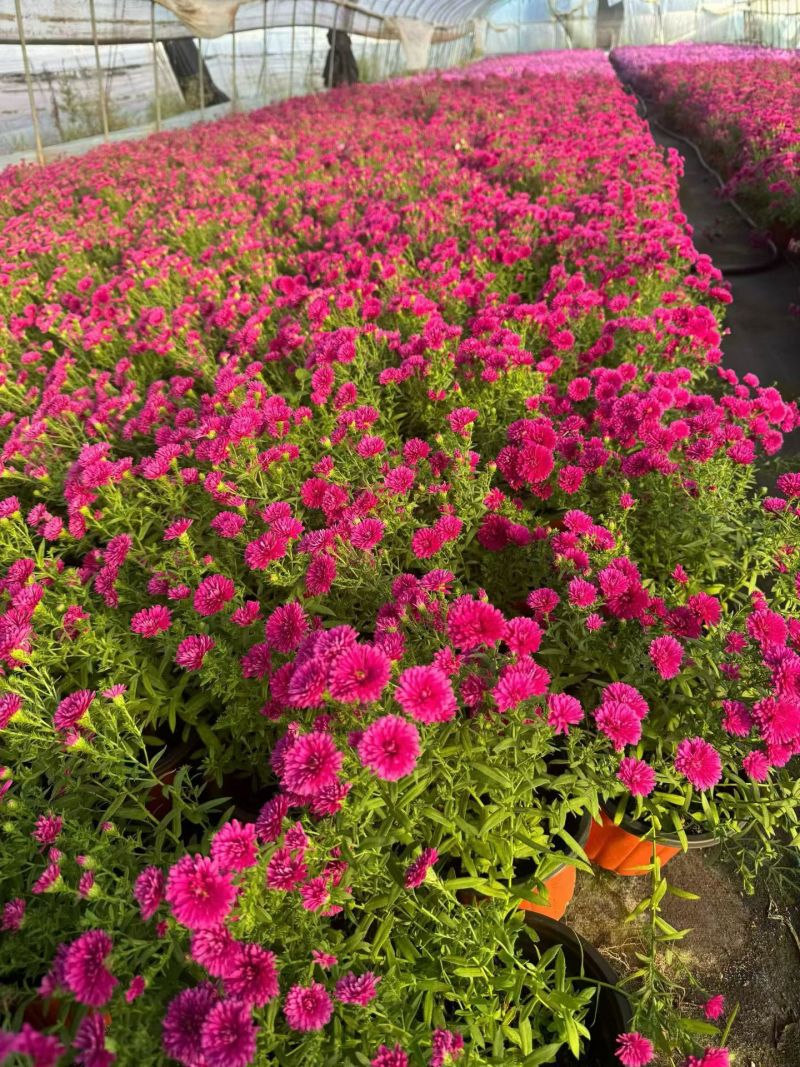 花境草花荷兰菊三色180杯、基地有量，欢迎来一亩田订购。