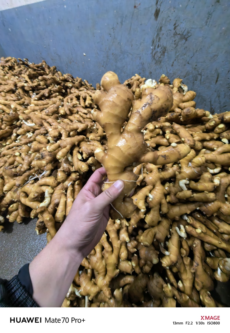 安丘生姜安丘老黄姜山东大姜，泥姜，电商，一件代发