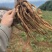 四川高海拔精品当归