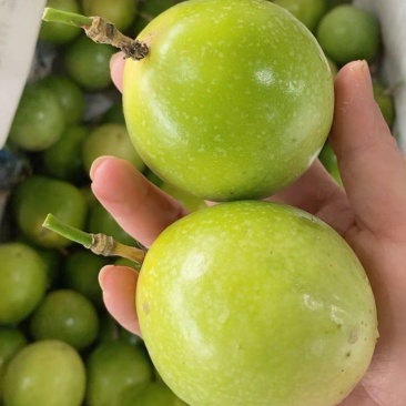 批发百香果