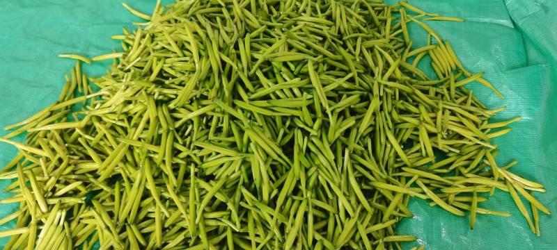 【精选】鲜黄花菜量大从优品质保证一手货源基地直供
