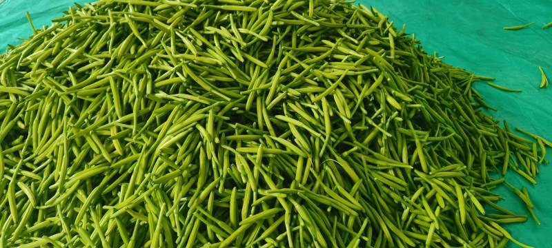 【精选】鲜黄花菜量大从优品质保证一手货源基地直供