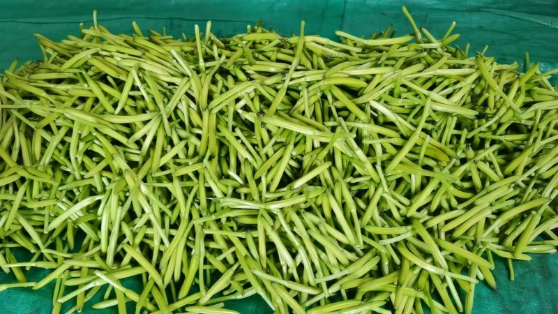 【精选】鲜黄花菜量大从优品质保证一手货源基地直供