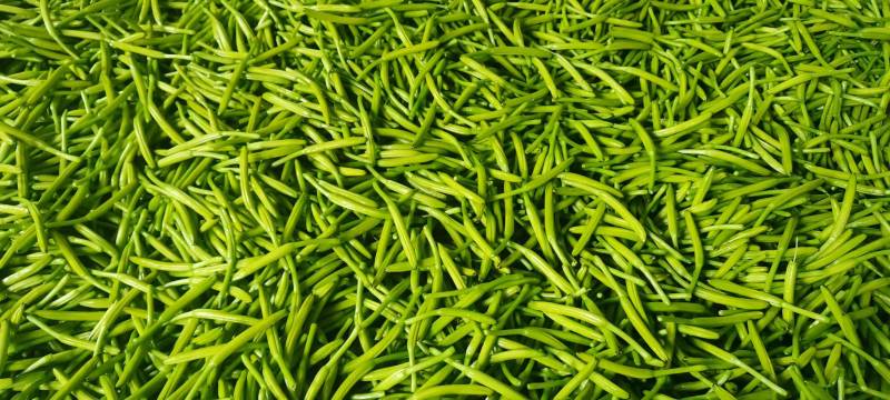 【精选】鲜黄花菜量大从优品质保证一手货源基地直供