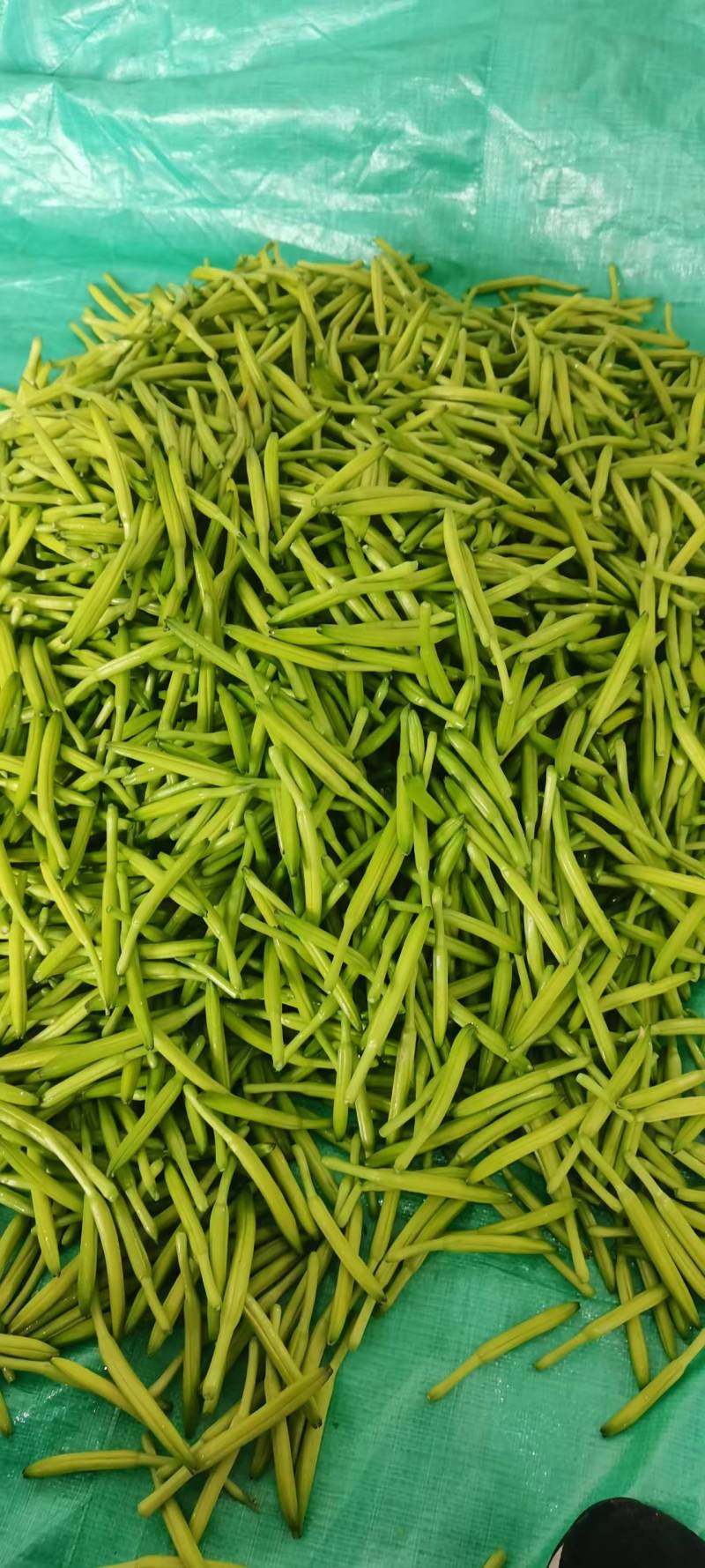 【精选】鲜黄花菜量大从优品质保证一手货源基地直供