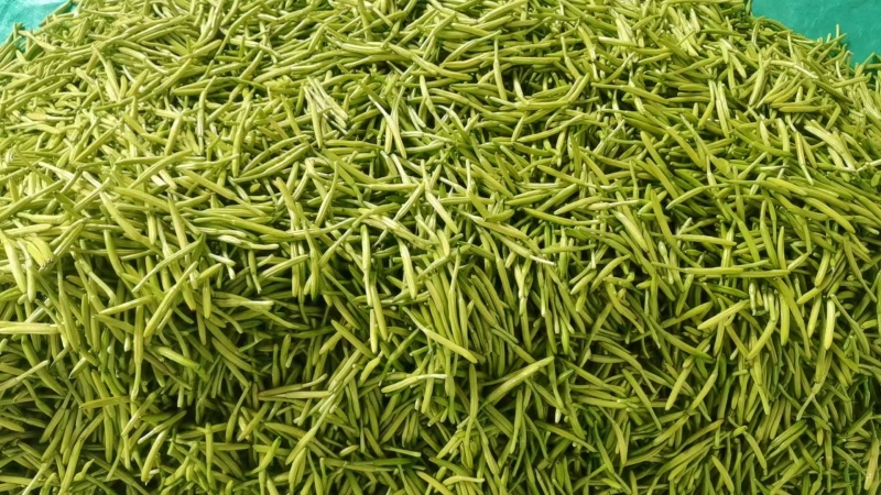 【精选】鲜黄花菜量大从优品质保证一手货源基地直供